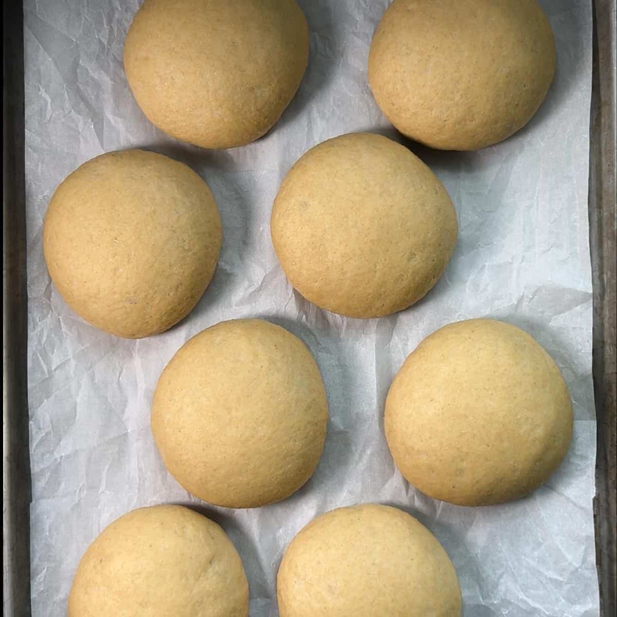 Proofed hamburger buns on a tray.