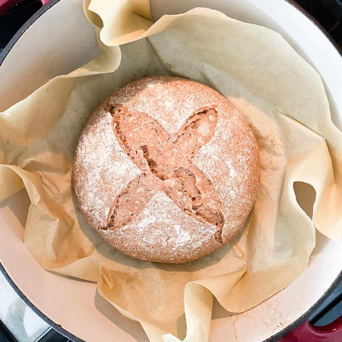 A loaf of whole wheat Dutch oven bread after baking with the lid on.